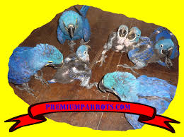 Image result for baby macaw parrot for sale