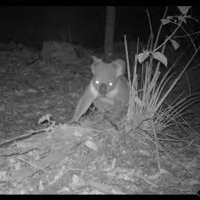 A Koala’s Night of Comfort: The Impact of Deforestation on Australia’s ...