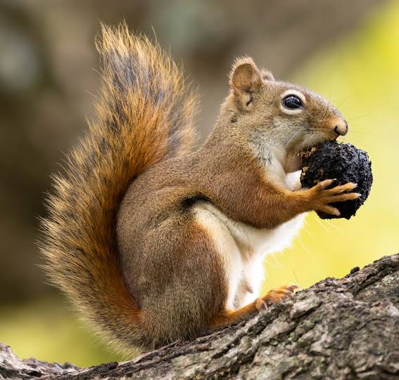 Squirrel Image