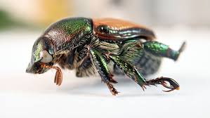 Kanton Bern kämpft gegen Japankäfer