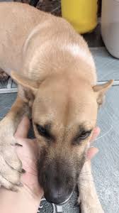 Q: cậu nghĩ gì vv Ship CP? - - Ỏ, ý hỏi về ship CP diễn viên ...