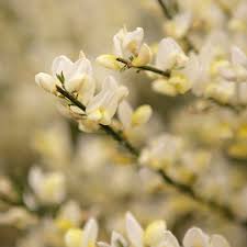 White Fragrant Flower Close Up Photograph by by Samia Mohammed ... - white-fragrant-flower-close-up-by-samia-mohammed