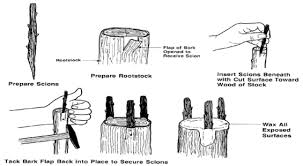 Résultat de recherche d'images pour "tree trunk repair grafts"
