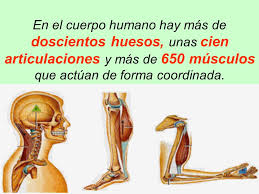Resultado de imagen de aparato locomotor huesos y musculos