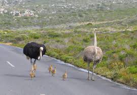 Image result for ostrich struthio camelus