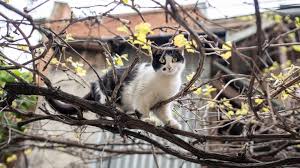 Katzen aus dem Garten fernhalten? Vergesst es einfach!