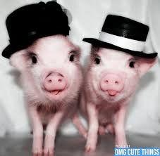 Image result for pigs