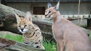 News source: TF1 Info