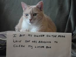 Image result for cat