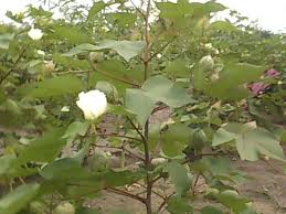 cotton plants ile ilgili görsel sonucu