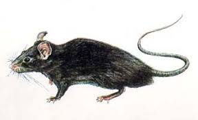 Resultado de imagem para foto de ratos