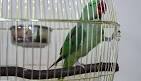 pictures of 2 parrots kissing girlfriend girl girl