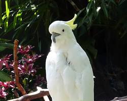 Cacatua-de-crista-amarela