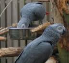 Image result for african grey parrot for sale