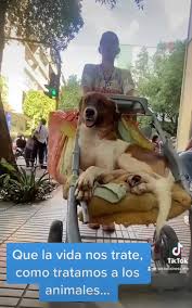 No al Maltrato Animal Honduras C.A.
