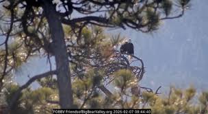 Fundraiser to buy land near Big Bear’s famous bald eagle nest surpasses goal