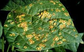 Anthracnose On pepper plants ile ilgili görsel sonucu