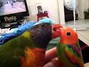 pictures of 2 parrots kissing girlfriend tongue twister