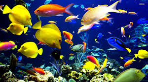 Image result for fish
