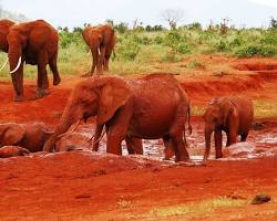 Image of Tsavo East National Park Kenya