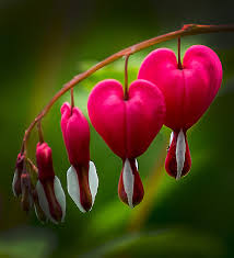 Image result for heart plant