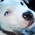 COLUMN: Let's stop calling them 'pit bull' attacks