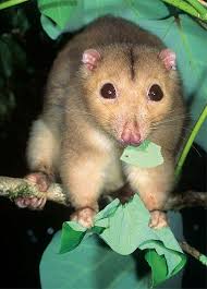 A Daintree River ringtail possum. (Mike Trenerry - Used with permission). To view this media, please enabled Javascript in your browser setttings. - r317744_1410662