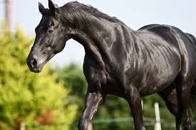 Image result for HORSE
