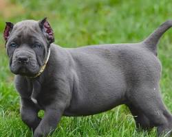 Purebred Cane Corso puppy