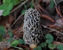 Image of Grey Morel Mushroom