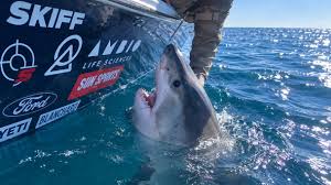 Woman reaches out to pet great white shark, gets a wild reaction. See the video. - USA Today