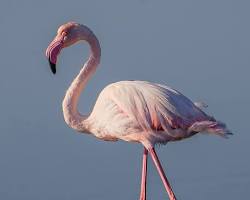 Image of Flamingo bird