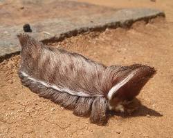 Imagem de Lagartacachorrinho