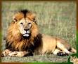 Information on the Lion, the animal