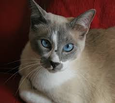 Résultat de recherche d'images pour "snowshoe cat"