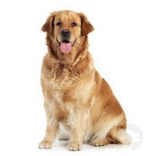 Image result for zlatý retrývr