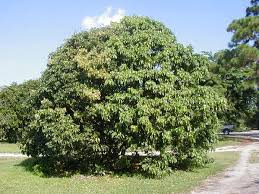 Image result for lychee trees