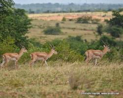 Jayamangali Blackbuck Reserve near Tumkur