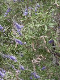 Tetradium daniellii var. hupehensis에 대한 이미지 검색결과