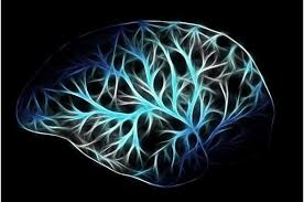 Cold sore virus shifts brain immune cells in a mouse study