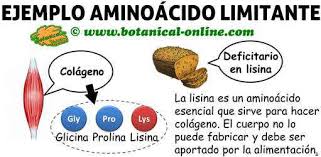 Resultado de imagen para ejemplos de proteinas segun aminoacidos