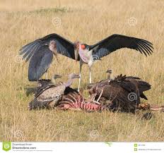 Risultati immagini per marabu