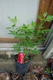 Tetradium daniellii var. hupehensis에 대한 이미지 검색결과