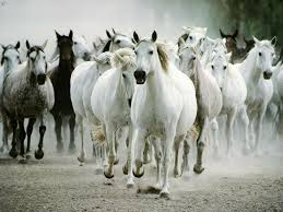 Résultat de recherche d'images pour "cheval"
