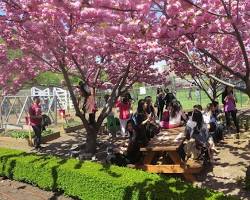 Image of Randall's Island Park cherry blossoms