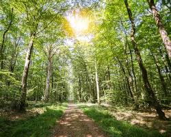 Image of forest during a sunny day