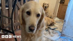 BBC - News update