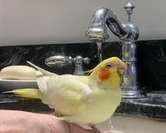 تصویر Cockatiel taking a bath