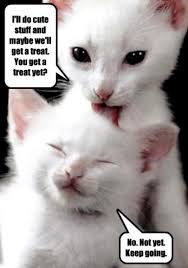 Image result for funny animal pictures