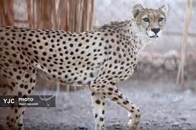 یوزپلنگ